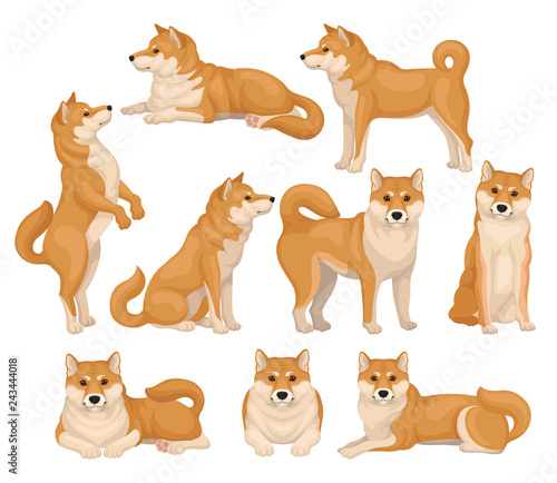 Fotobehang Set Of Cute Shiba Inu In Different Poses Home Pet Dog With Red Beige Fur And Fluffy Tail Detailed Flat Vector Icons Happypictures