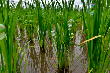 Fototapeta premium Rainbow color bubble is attached to rice leaf in a agricultural field