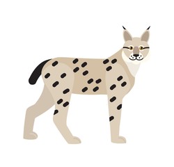 Lynx or bobcat isolated on white background