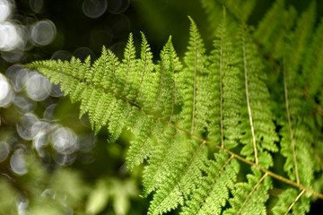 Fern leaf in detail with bubble blur background
