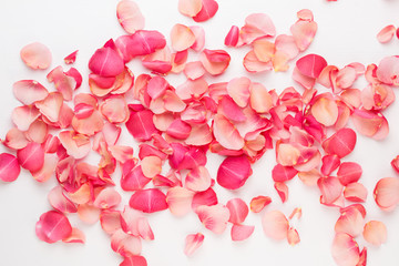 Valentine's Day. Rose flowers petals on white background. Valentines day background. Flat lay, top view, copy space.