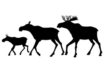 Wild elk family on a white background