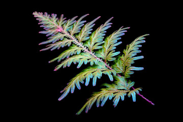 Peacock fern (Selaginella willdenowii) is a species of spikemoss known by the common names...