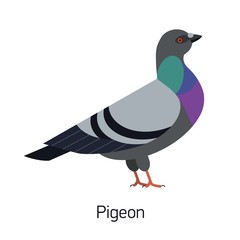 Feral pigeon or city dove isolated on white background. Funny synanthrope bird, adorable urban animal, invasive avian species. Modern colorful vector illustration in trendy flat geometric style.