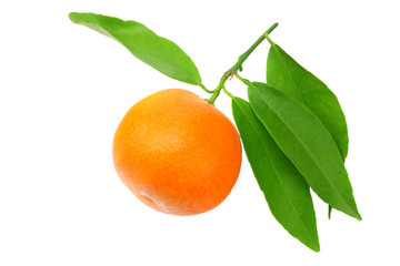 one mandarin with green leaf isolated on white background