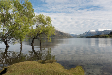 Spring green willow trees reflected in the edge of Lake Wanaka in the calm of the early morning,...
