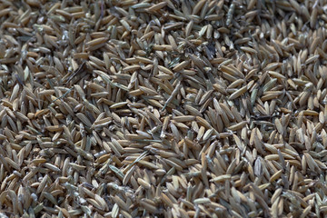 Rice seeds (in a rice pile) in food drying process by sunlight