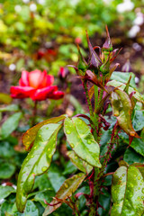 Fototapete bei efototapeten.de bestellen   