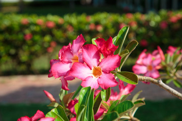 Beautiful bright red flower against the background of green leaves. The natural background. close-up