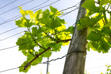 Weinberge Reben 