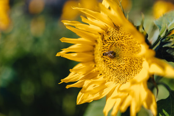sunflowers at mountain field, alpine, bee