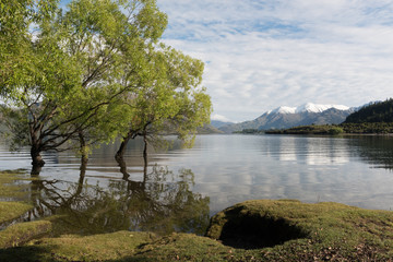 Spring green willow trees reflected in the edge of Lake Wanaka in the calm of the early morning, with snow-capped mountains in the background. Central Otago, New Zealand. © Steve