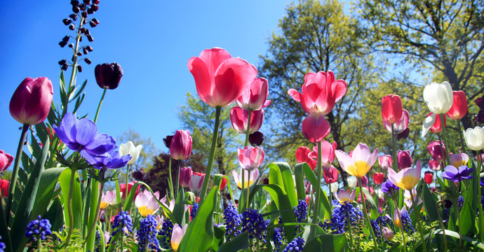 Blumenwiese im Fr&uuml;hling