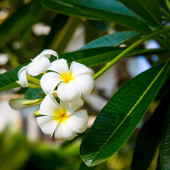 Obraz premium Plumeria flowers are white and yellow are Blossoming on tree. Natural background.