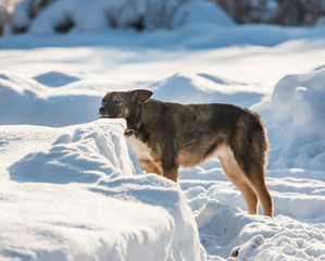 dog on a winter walk