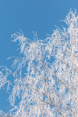 Fototapeta premium snowflakes on birch branches against the blue sky