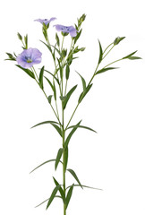 Blooming flowers Linum usitatissimum. The plant is photographed close-up isolated on a white background.