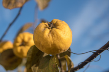 Ripe yellow quince on tree and is ready to harvest. Autumnd season.
