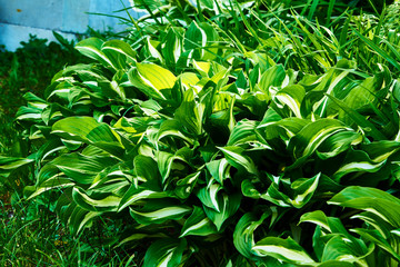 Hosta in the garden. Close-up green leaves with light border background.