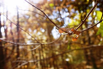 Last leaf on the tree (autumn)