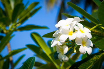 Plumeria flowers are white and yellow are Blossoming on tree. Natural background.