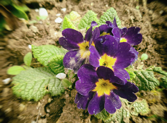  Beautiful flowers in the garden, background, texture, blurred image