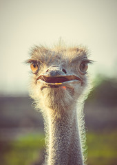 Face ostrich