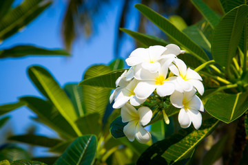 Fototapeta premium Plumeria flowers are white and yellow are Blossoming on tree. Natural background.