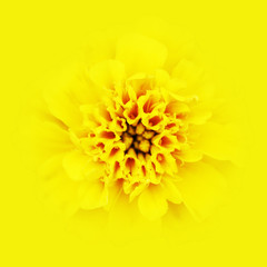 Head of yellow daisy.