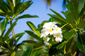 Plumeria flowers are white and yellow are Blossoming on tree. Natural background.