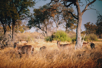 Wasserböcke im hohen Gras im licheten Wald in der Abendsonne, Xakanaxa, Moremi Nationalpark,...