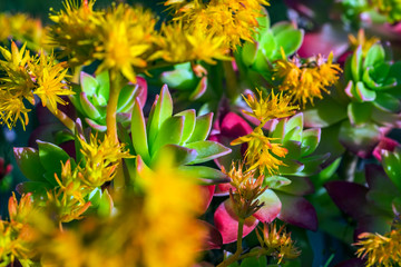 colorful outdoor garden plants