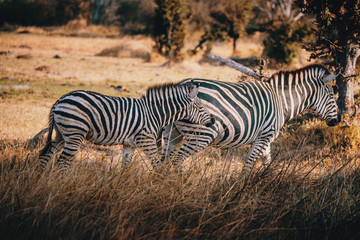 Fototapeta na wymiar Zebra mit Fohlen am Rande des Überschwemmungsgebietes im Okavangodelta, Moremi Nationalpark, Botswana