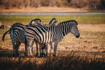 Gruppe Zebras am Rande des Überschwemmungsgebietes im Okavangodelta, Moremi Nationalpark, Botswana