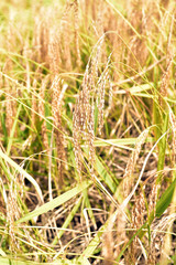 Rice plants growing in the Jatiluwih rice terrace paddies in Bali, Indonesia