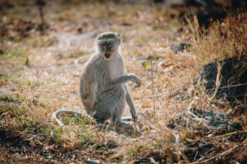 Grüne Meerkatze (Chlorocebus) am Ufer des Überschwemmungsgebietes, des Okavango River in der Abendsonne, Xakanaxa, Moremi Nationalpark, Okavangodelta, Botswana