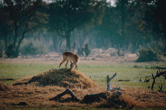 Weibliche Letschwe Antilope auf einem Hügel am Rande des Überschwemmungsgebietes des Okavango, Xakanaxa, Moremi Nationalpark, Okavangodelta, Botswana