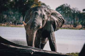 Portrait eines Afrikanischen Elefanten (Loxodonta africana) am Ufer des Überflutungsgebiets des...
