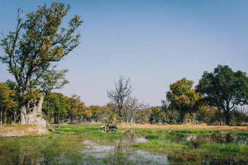 Panorama - Blick auf das bewaldete Überschwemmungsgebiet im Okavangodelta in der Nähe von...