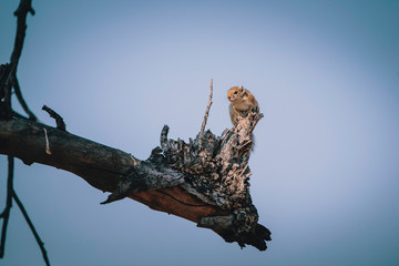 Einzelnes Buschhörnchen auf einem Baum in der Morgensonne, Xakanaxa, Moremi Nationalpark, Okavangodelta, Botswana