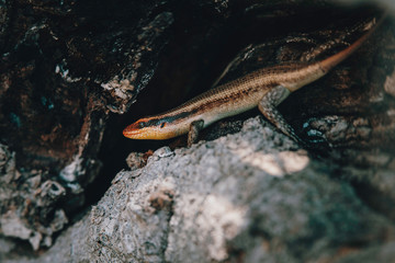Streifenskink (Trachylepis striata) auf einem Baum, Xakanaxa, Moremi Nationalpark, Okavangodelta, Botswana