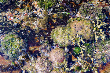 Colorful coral, moss and pebble stones in the see.