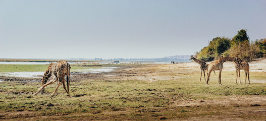 Fototapeta na wymiar Chobe flood plains, Botswana, Panorama - Vier Giraffen am Rande des Überschwemmungsgebietes des Chobe River, Chobe flood plains, Botswana