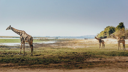 Fototapeta premium Panorama - Drei Giraffen am Rande des Überschwemmungsgebietes des Chobe River, Chobe flood plains, Botswana