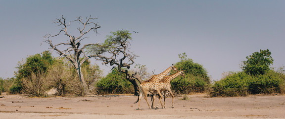 Fototapeta na wymiar Panorama - Zwei Giraffe laufen am Rande des Überschwemmungsgebietes des Chobe River über die Ebene, Chobe flood plains, Botswana