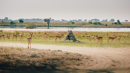 Fototapeta na wymiar Herde Impalas mit Männchen im Vordergrund in den Chobe flood plains, Botswana