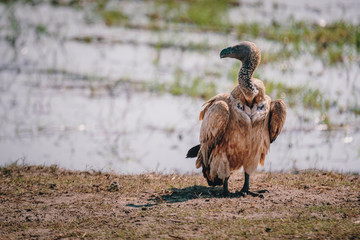 Geier auf dem Boden am Rande des Überflutungsgebietes des Chobe River, Chobe flood plains, Botswana