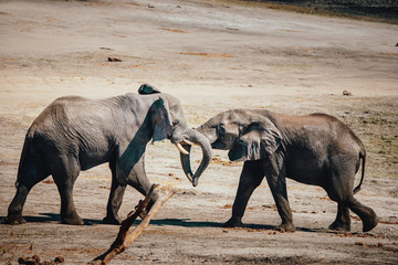 Fototapeta na wymiar Zwei junge kämpfende Afrikanische Elefanten (Loxodonta africana), Chobe flood plains, Botswana