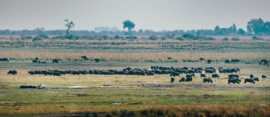Fototapeta na wymiar Panorama - Herde Afrikanischer Büffel (Syncerus) in den Chobe Flood Plains, Chobe National Park, Botswana