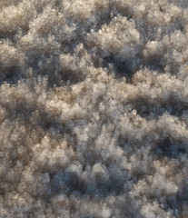 Frozenned grasses in winter time.